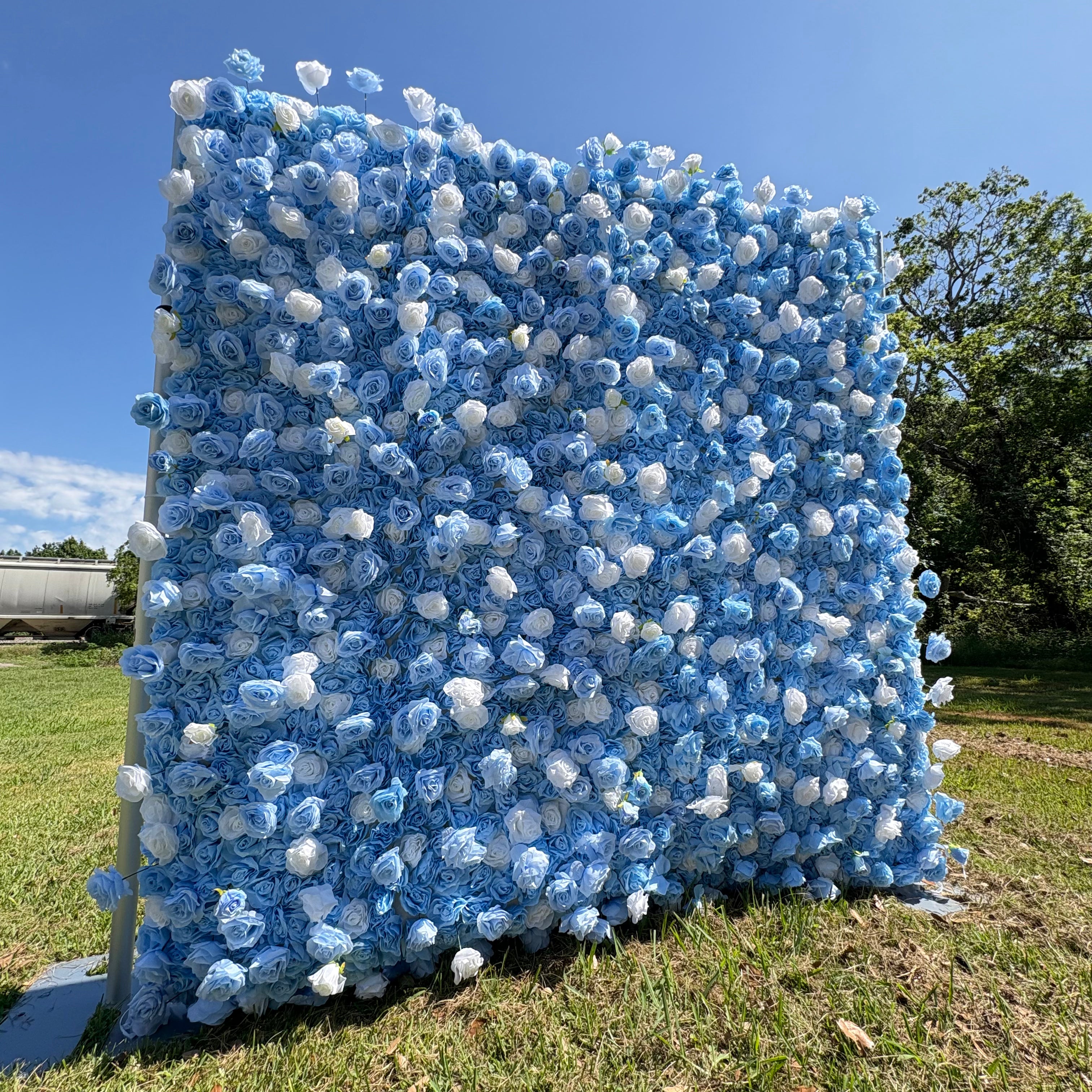 Calming Sky Blue & Crisp White Rose Wall
